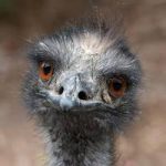 Emu Caravan Repairs Testimonial